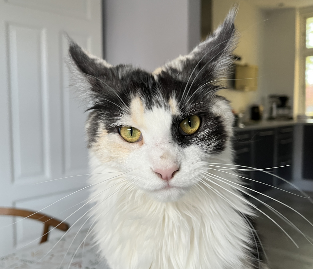 Felina