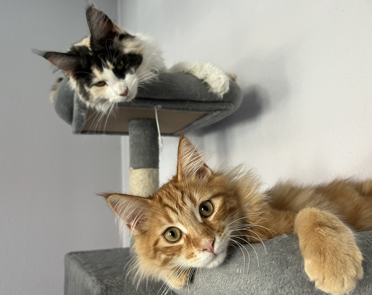 Kolstrup Maine Coon