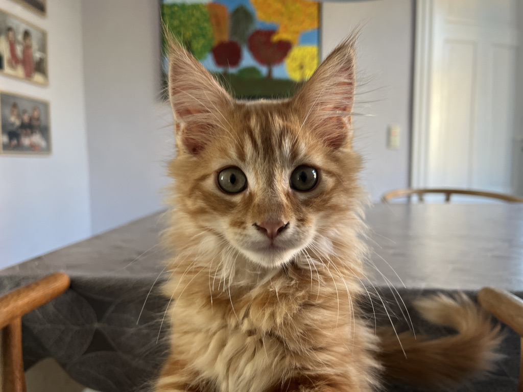 Melvin